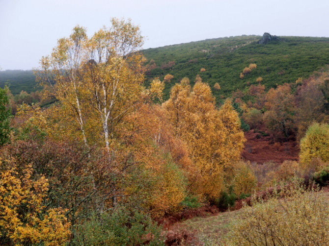 Bidueiral de Montederramo
