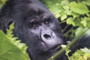 卢旺达大猩猩