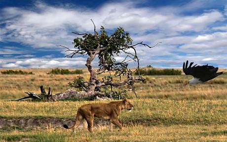 一睹狮王风采 非洲五大野生动物园