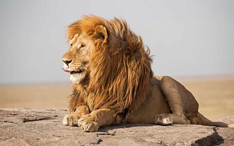 一睹狮王风采 非洲五大野生动物园