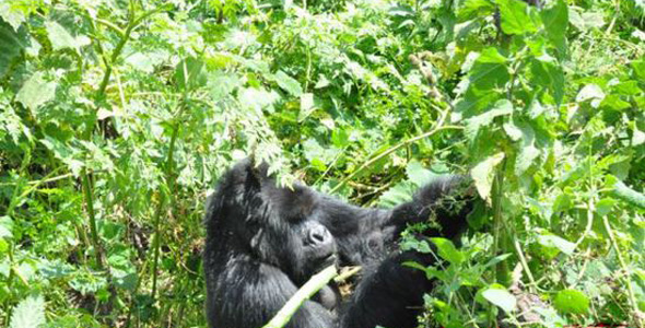 在卢旺达追踪山地大猩猩