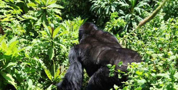 在卢旺达追踪山地大猩猩
