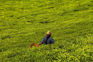 卢旺达的“饮品”之旅·茶叶篇