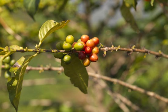 卢旺达的“饮品”之旅·咖啡篇