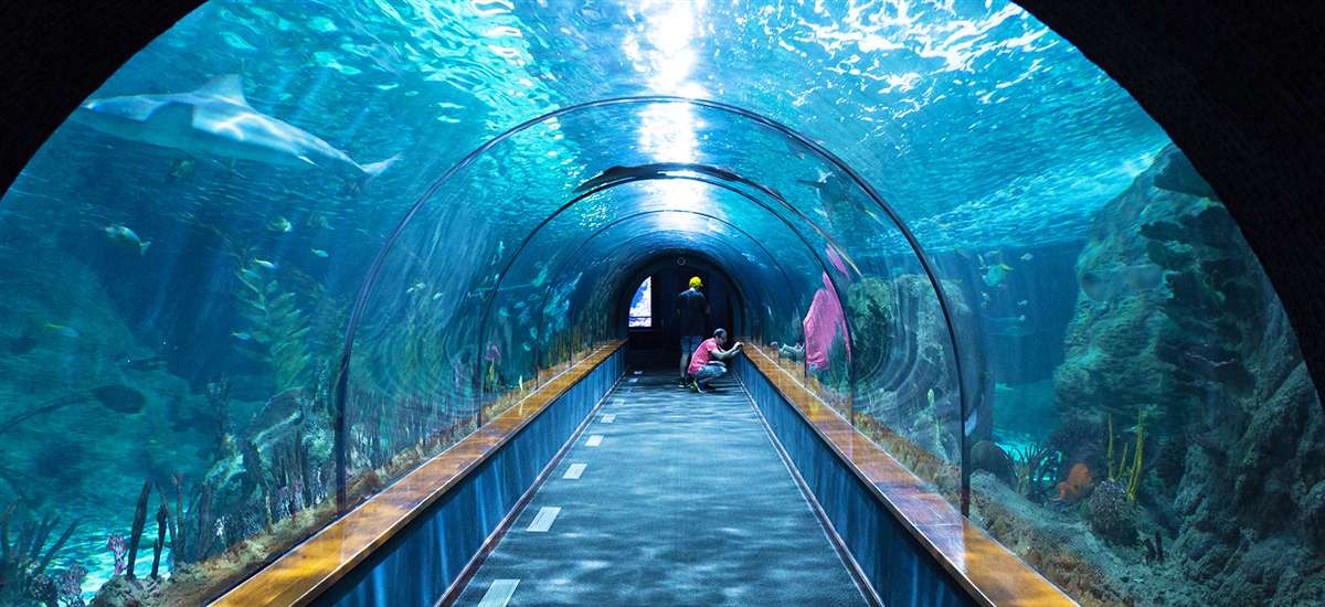 伦敦水族馆